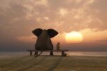 Elephant and dog sit on a summer beach_More than Solar Panels blog image