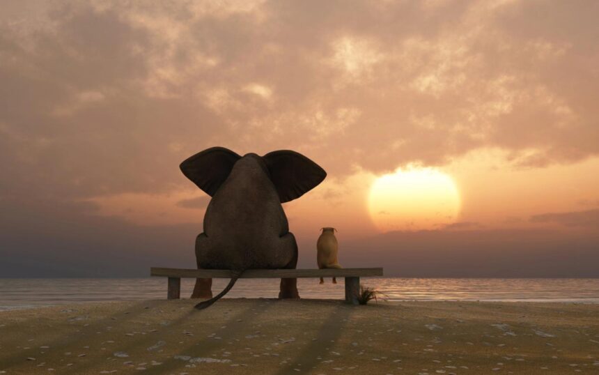 Elephant and dog sit on a summer beach_More than Solar Panels blog image